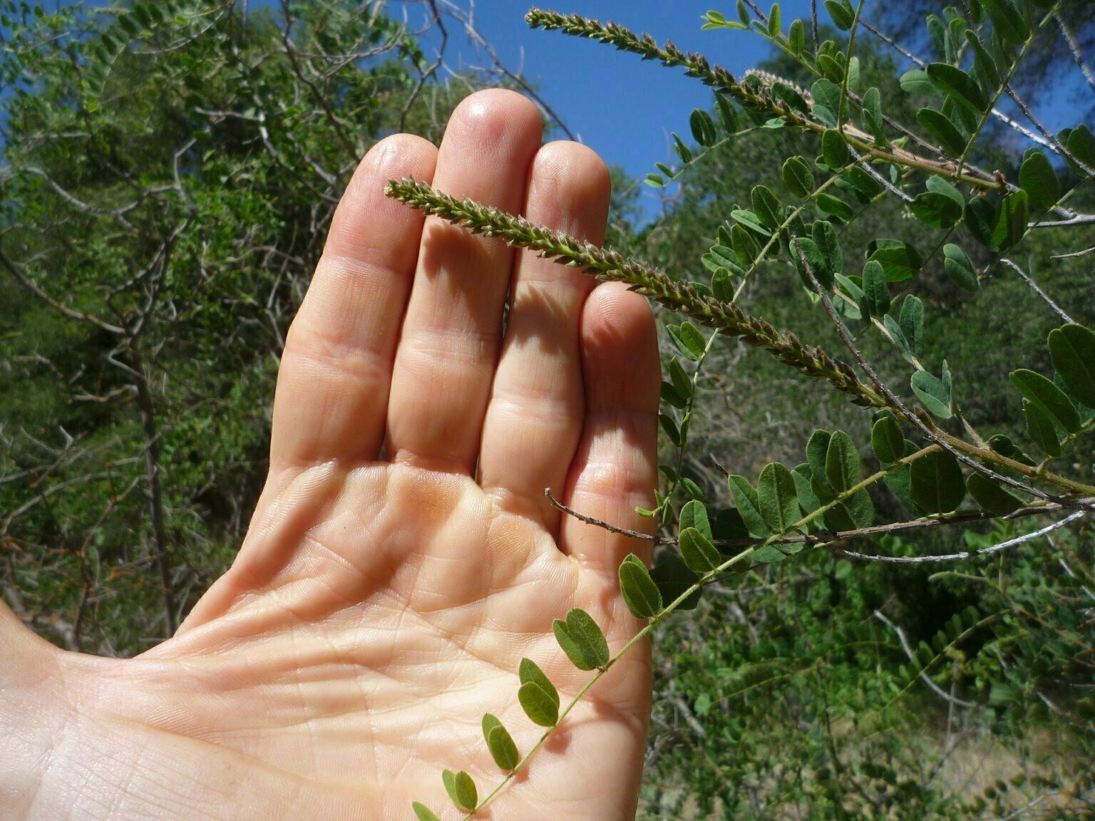 High Resolution Amorpha californica Bud